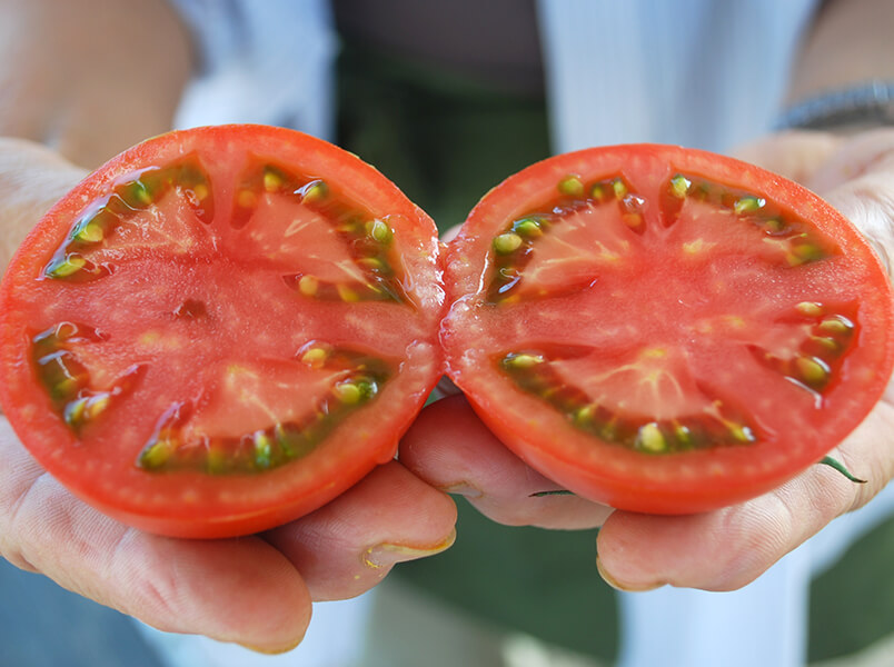実がぎゅっと詰まった味が濃いトマト 糖度基準で品質を安定